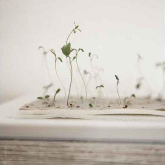 Frøpapir Julegavemærker 5 stk. Mistelten