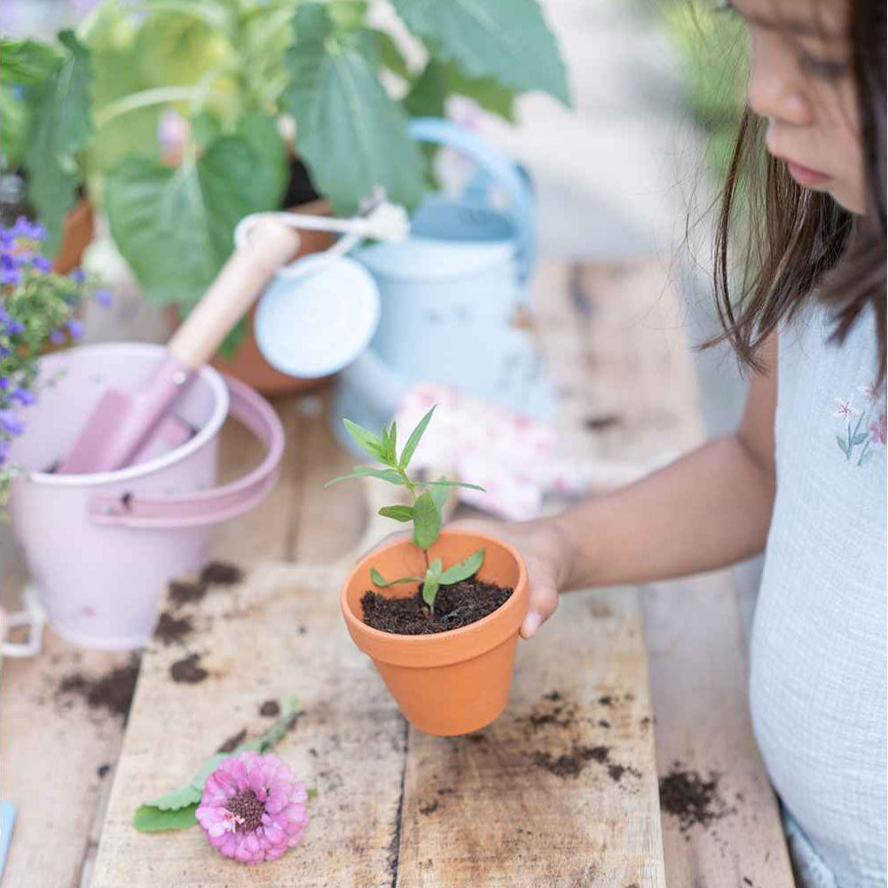Little Dutch potte m. frø, Solsikke
