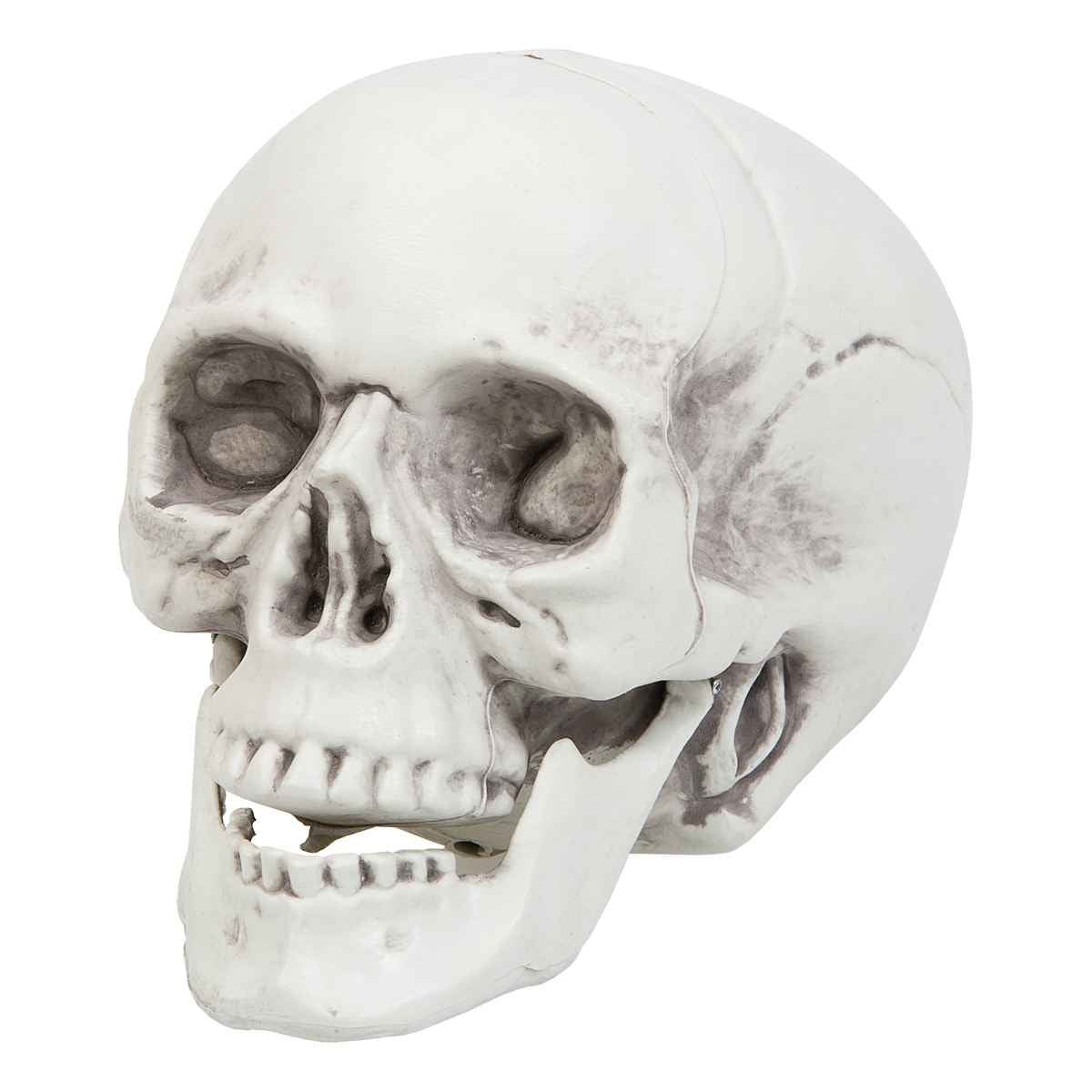 Halloween Kranium, Stor