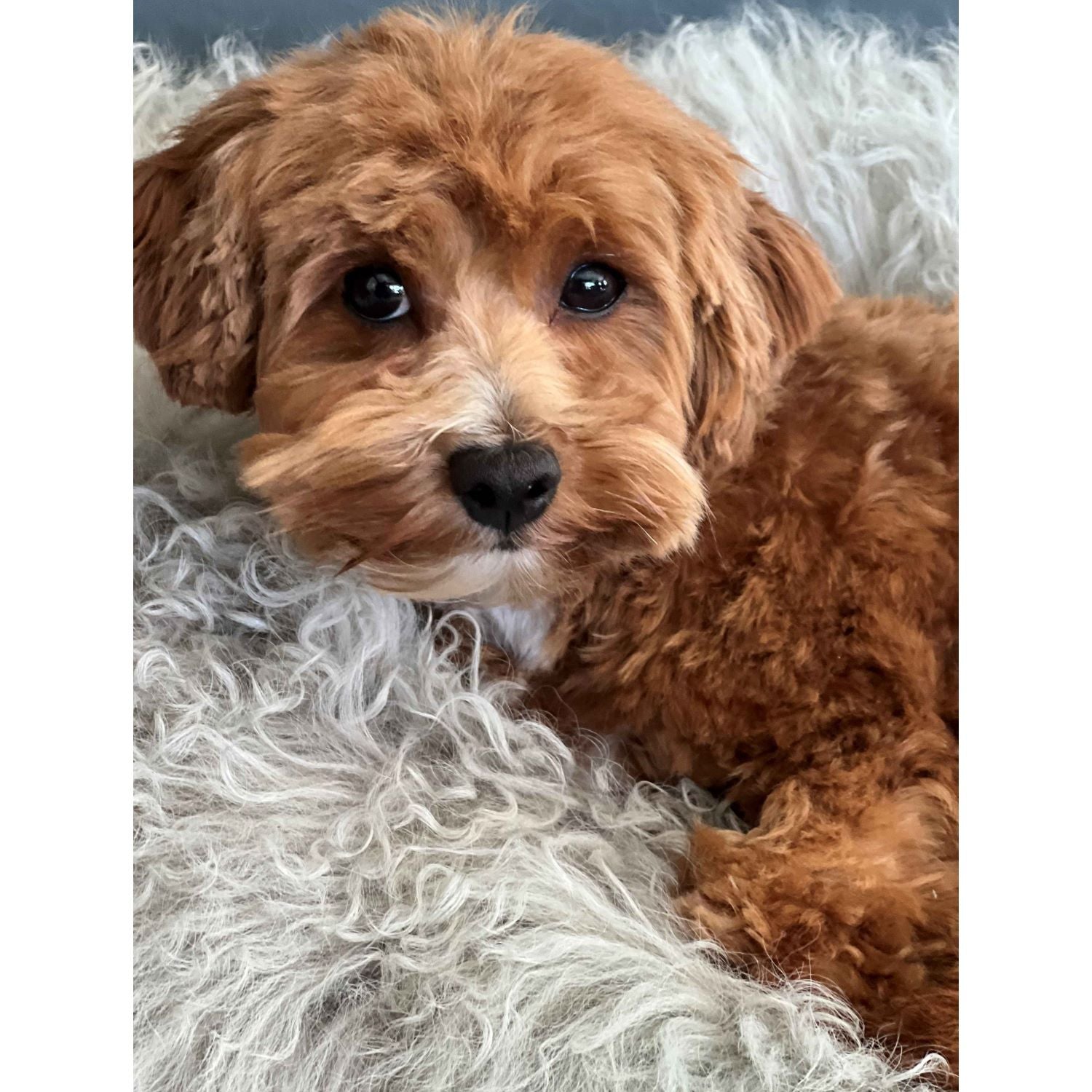 Billie Lou Teddy halskæde, Forgyldt 18K